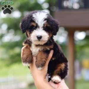 Goodbye Earl, Mini Bernedoodle Puppy